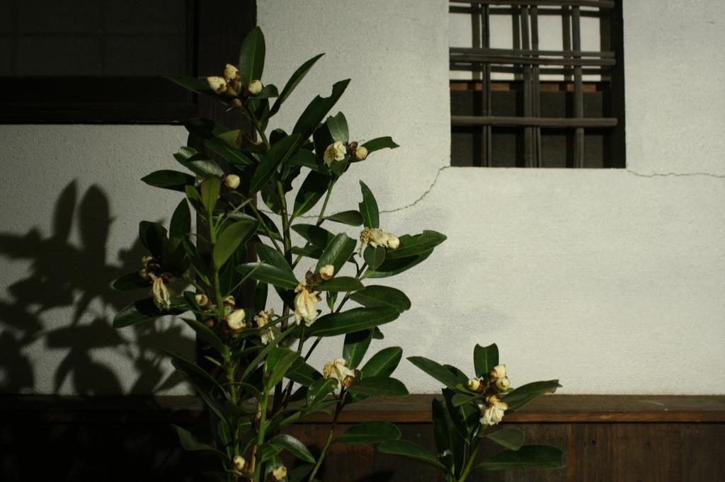 Osaka Guest House Drummer'S Dream Sakai  Habitación foto